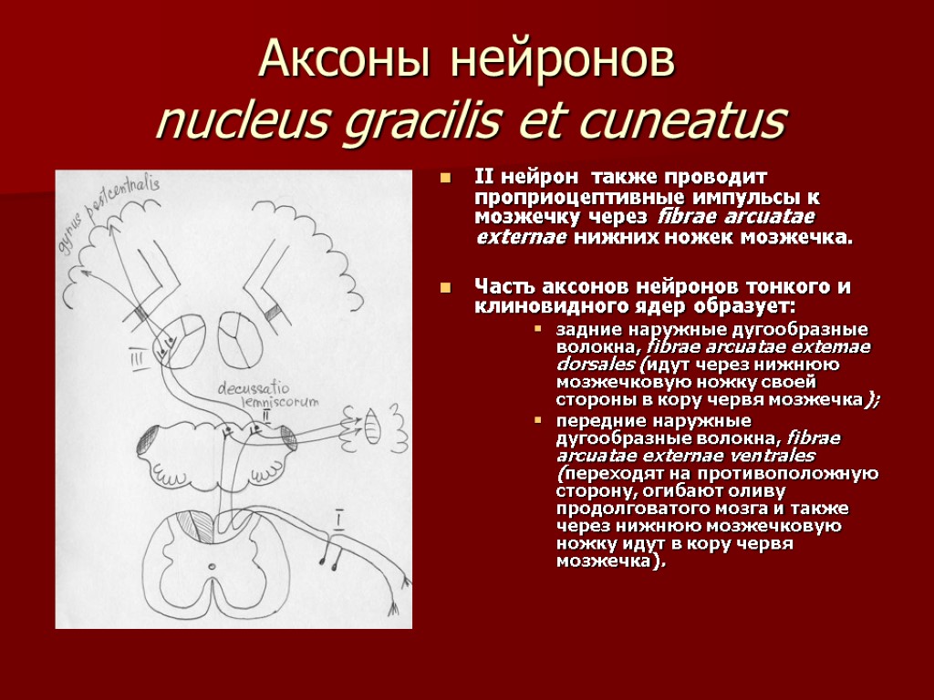 Аксоны нейронов nucleus gracilis et cuneatus II нейрон также проводит проприоцептивные импульсы к мозжечку
